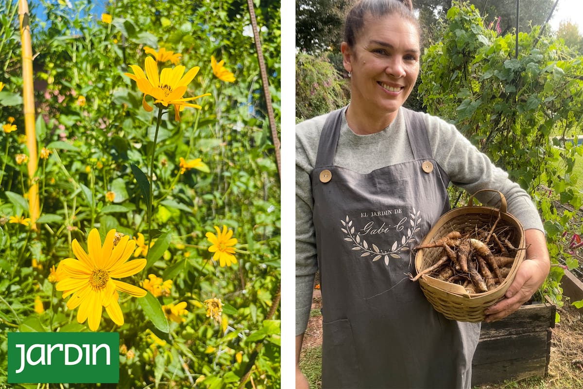 O ingrediente mais valioso de um chef, um nome raro e fácil de cultivar que pode ser encontrado no seu jardim