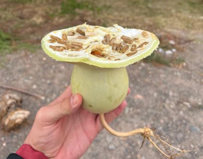 La palabra mate viene del quechua matí, que significa calabaza, el recipiente que se utiliza para tomar mate