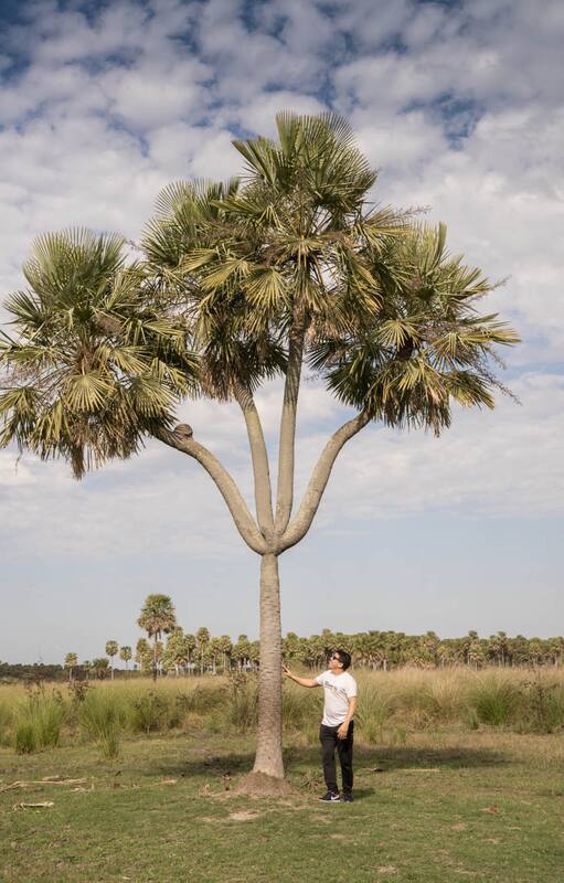 La Palmera Cuatro Gajos en es la joya del Bajo Vénica, en Avellaneda.