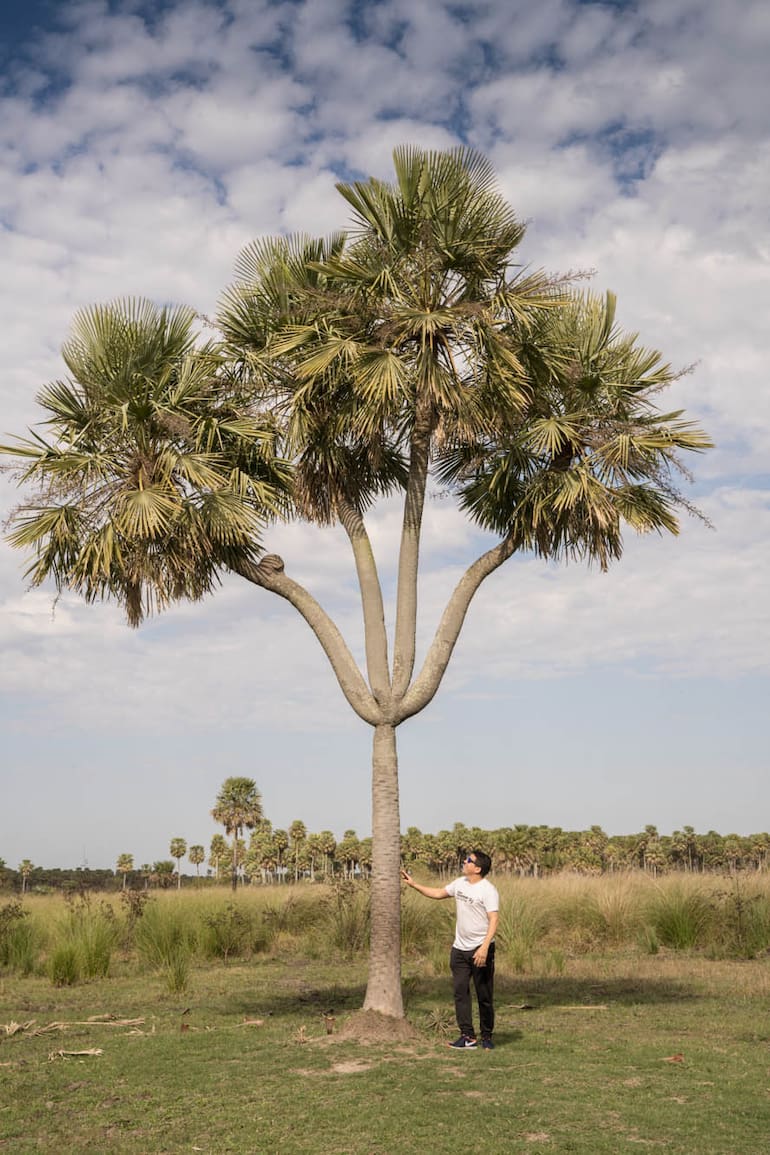 La Palmera Cuatro Gajos en es la joya del Bajo Vénica, en Avellaneda.