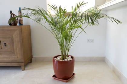 La palmera de bambú absorbe la humedad por sus raíces y la libera en forma de vapor de agua por medio de sus hojas