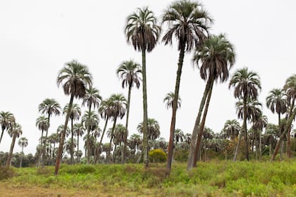 La palmera yatay que conserva el área protegida.