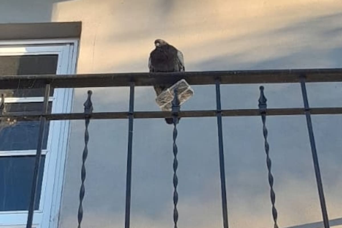 La paloma con un celular cerca de la cárcel de Coronda, en Santa Fe