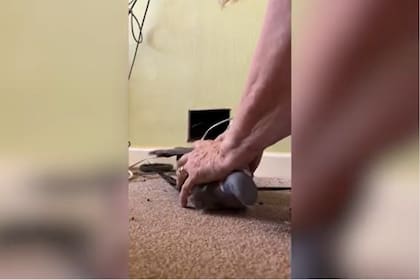 La paloma se encontraba inmóvil cuando salió del pequeño agujero