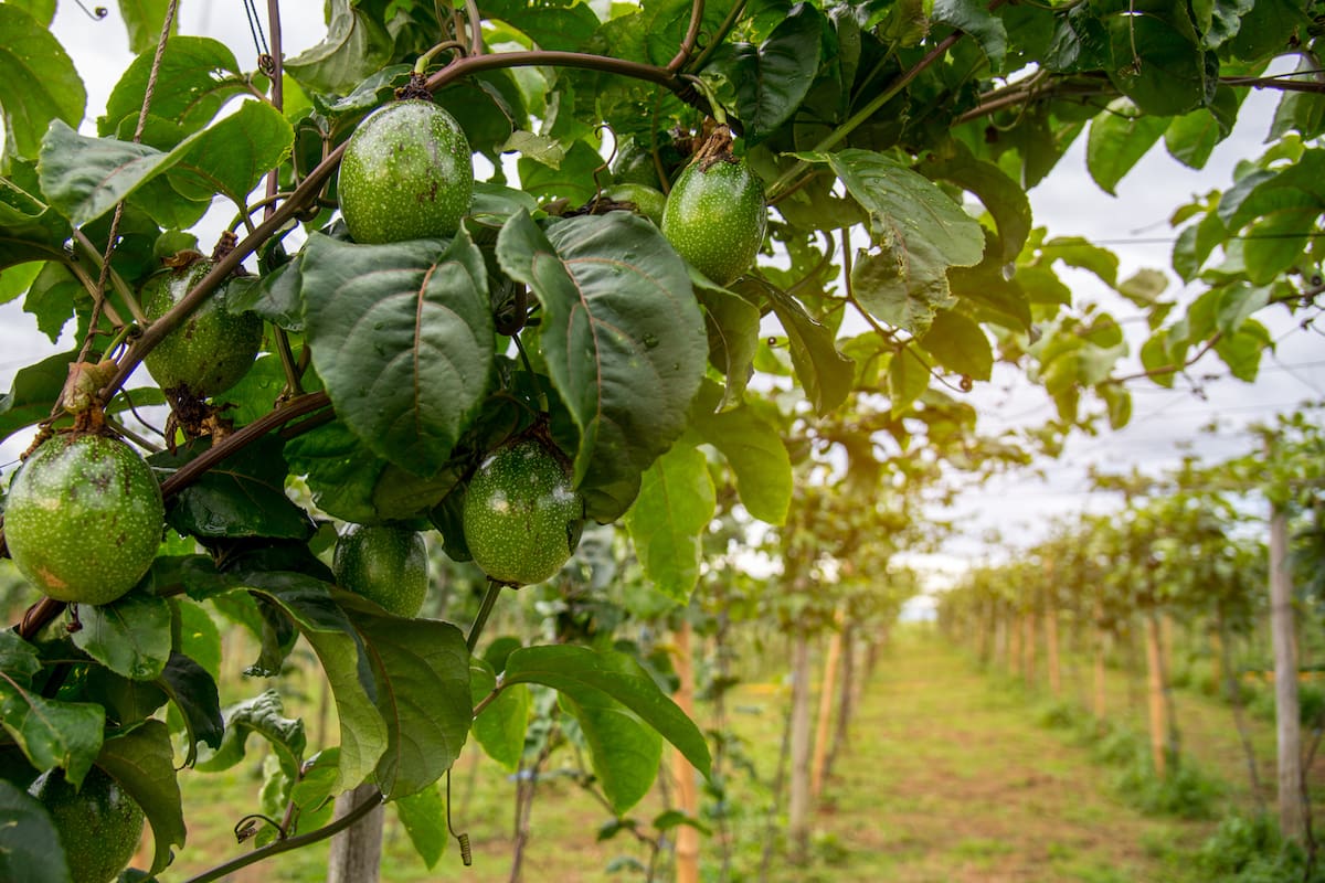 La palta es un alimento con múltiples propiedades nutricionales