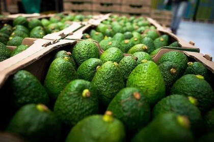 La palta es un alimento súper saludable (Crédito: Forbes)
