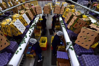 La palta es una fuente importante de trabajo. Crea en México más de 75.000 empleos permanentes y hasta 30.000 indirectos.