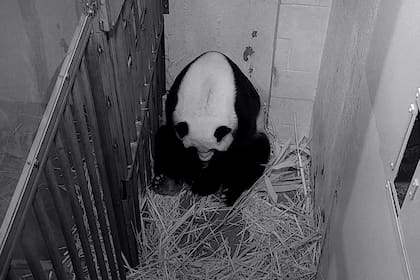 La panda gigante Mei Xiang dio a luz a un cachorro en el Zoológico Nacional del Smithsonian, este viernes
