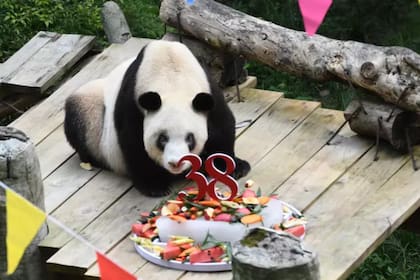 La panda gigante Xin Xing, que ayudó a salvar a su especie de la extinción, falleció a sus 38 años y 4 meses