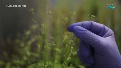 La pandemia impulsó el mayor interés en la ciencia y en la investigación.