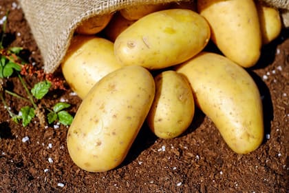 La papa es utilizada para diversas preparaciones culinarias (Foto Pexels)