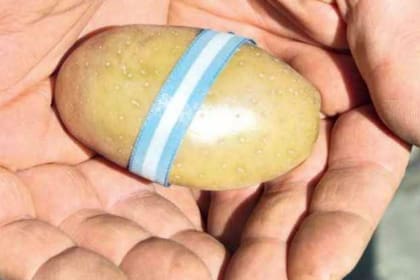 La papa Spunta Ticar que llegará al mercado en 2020