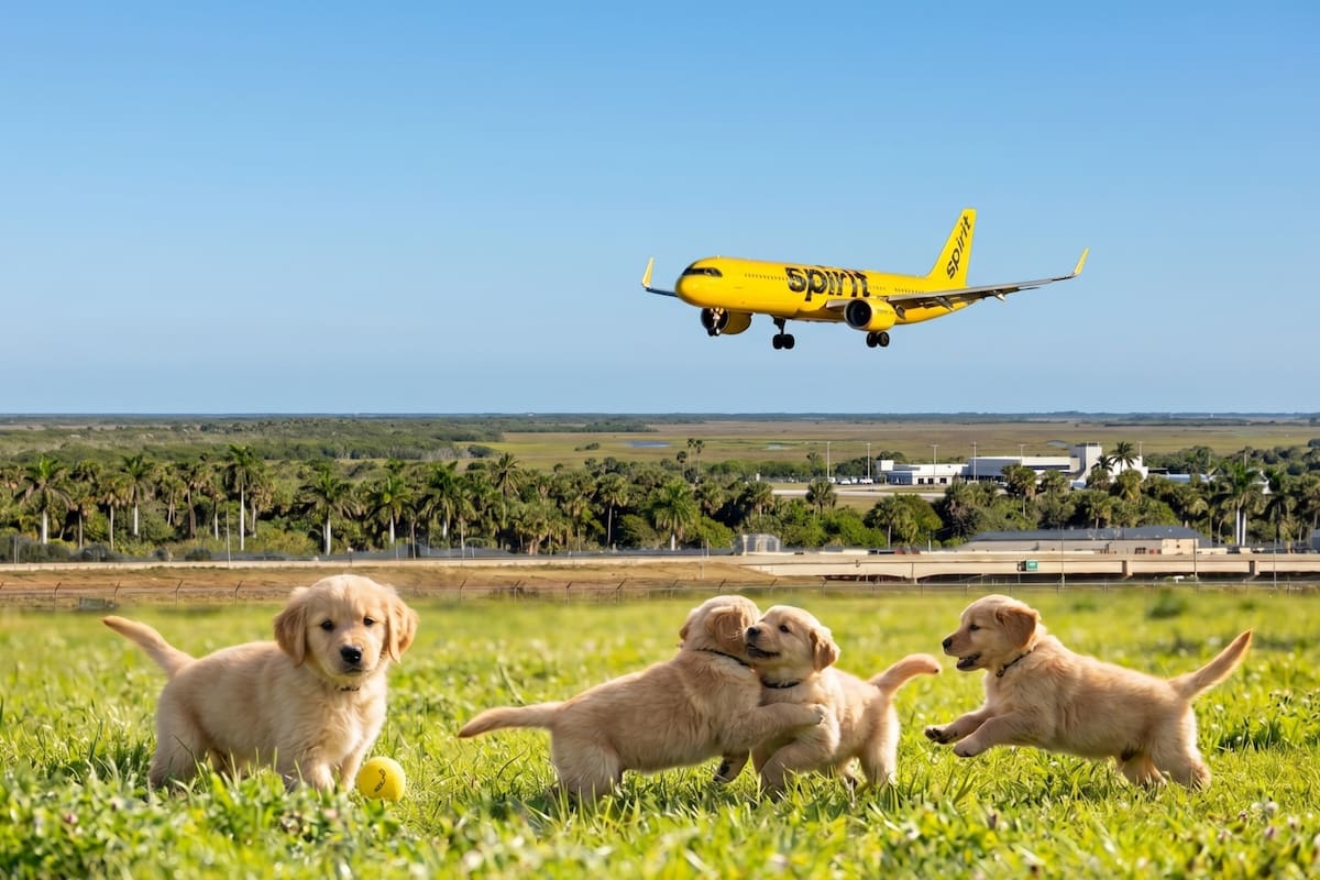 La pareja con pasado en Spirit Airlines que ahora se dedica al cuidado de animales
