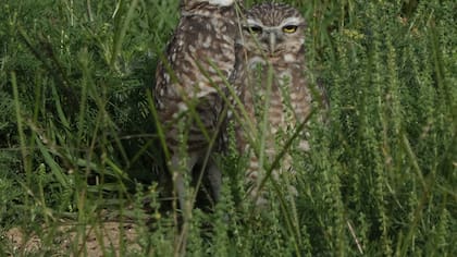 La pareja de lechucitas vizcacheras en el Parque Sarmiento.