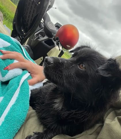 La pareja le dio asilo a la perrita tras la tormenta (Foto: The Dodo)