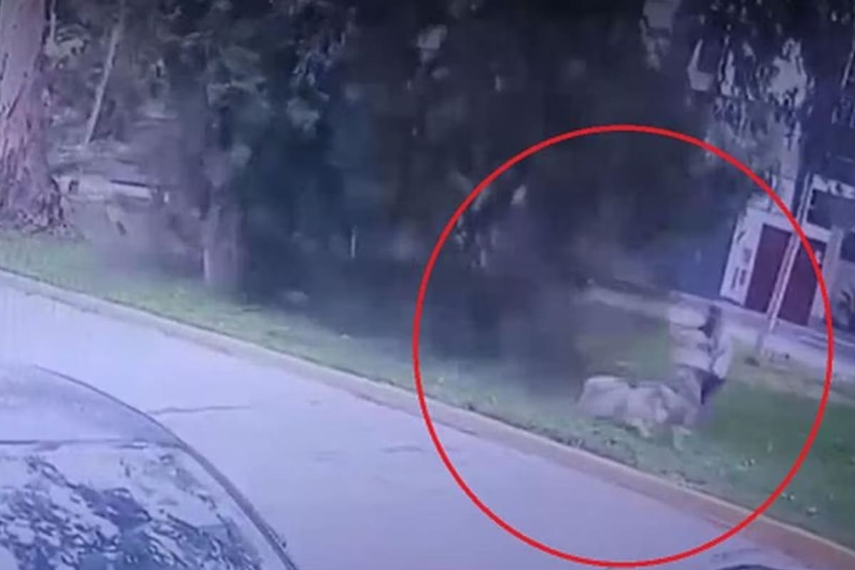 La pareja paseaba a su mascota en un parque (Foto: Twitter @carlosrosales_s)