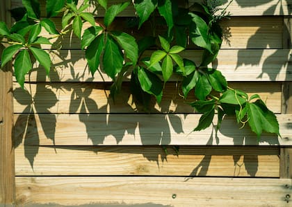 La parra virgen (Parthenocissus quinquefolia) es una especie trepadora (Foto de carácter ilustrativa: PEXELS)
