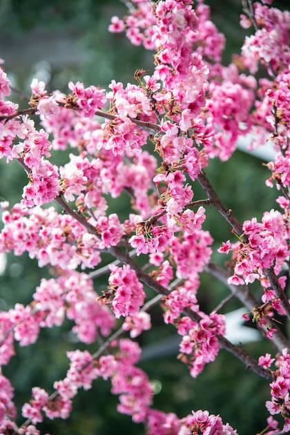 La particularidad de la flor del cerezo es que cae antes de marchitarse, un detalle cargado de poesía y mística