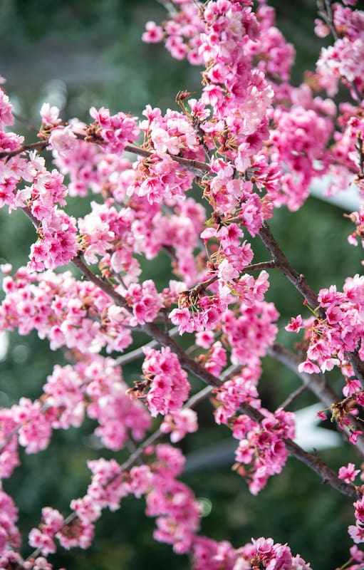La particularidad de la flor del cerezo es que cae antes de marchitarse, un detalle cargado de poesía y mística