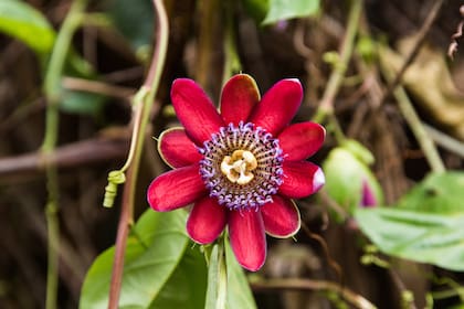 La passiflora alata es una de las flores silvestres más bellas de Moconá Virgin Lodge.
