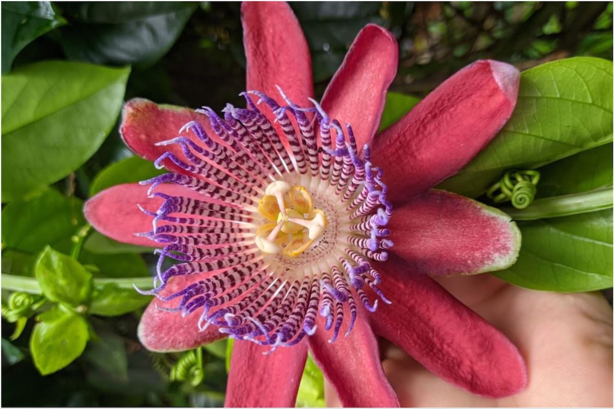 La passiflora es una flor milenaria que tiene numerosos beneficios para la salud
