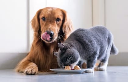 La pasta dorada es un alimento compuesto por cúrcuma y es apto para perros y gatos