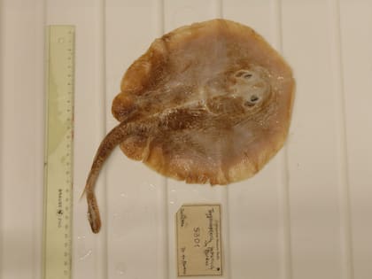 La pastinaca de Java era una raya única de la costa de Java en Indonesia que figuraba en la lista de especies en peligro crítico desde 2006