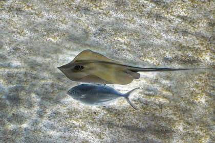 La pastinaca de Java (Urolophus javanicus) fue vista por última vez en Java, Indonesia a mediados del siglo XIX