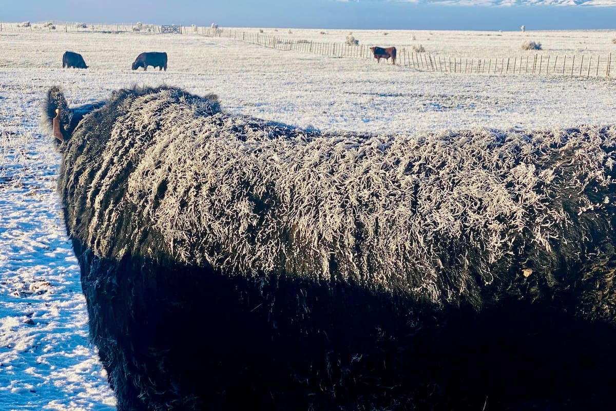 La Patagonia es libre de aftosa sin vacunación
