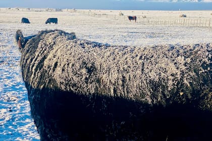 La Patagonia es libre de aftosa sin vacunación
