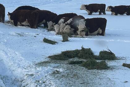 La Patagonia es libre de aftosa sin vacunación