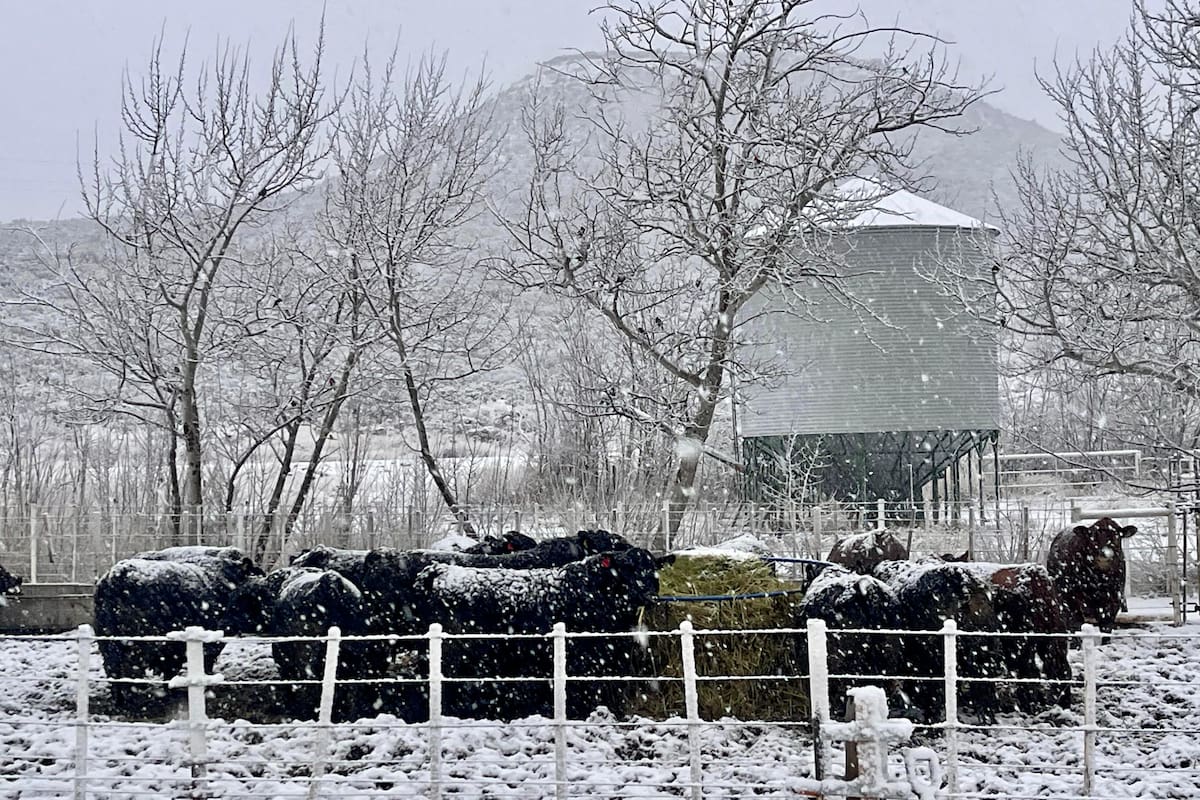 La Patagonia es libre de aftosa sin vacunación