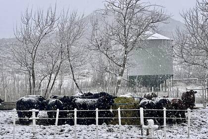 La Patagonia es libre de aftosa sin vacunación