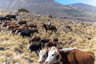 Un juez rechazó el ingreso de carne con hueso a Santa Cruz