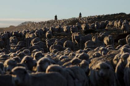 La Patagonia tiene expectativas por la apertura del mercado de Japón para la carne ovina y bovina
