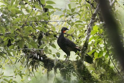 La pava de monte es una de las aves de la zona.