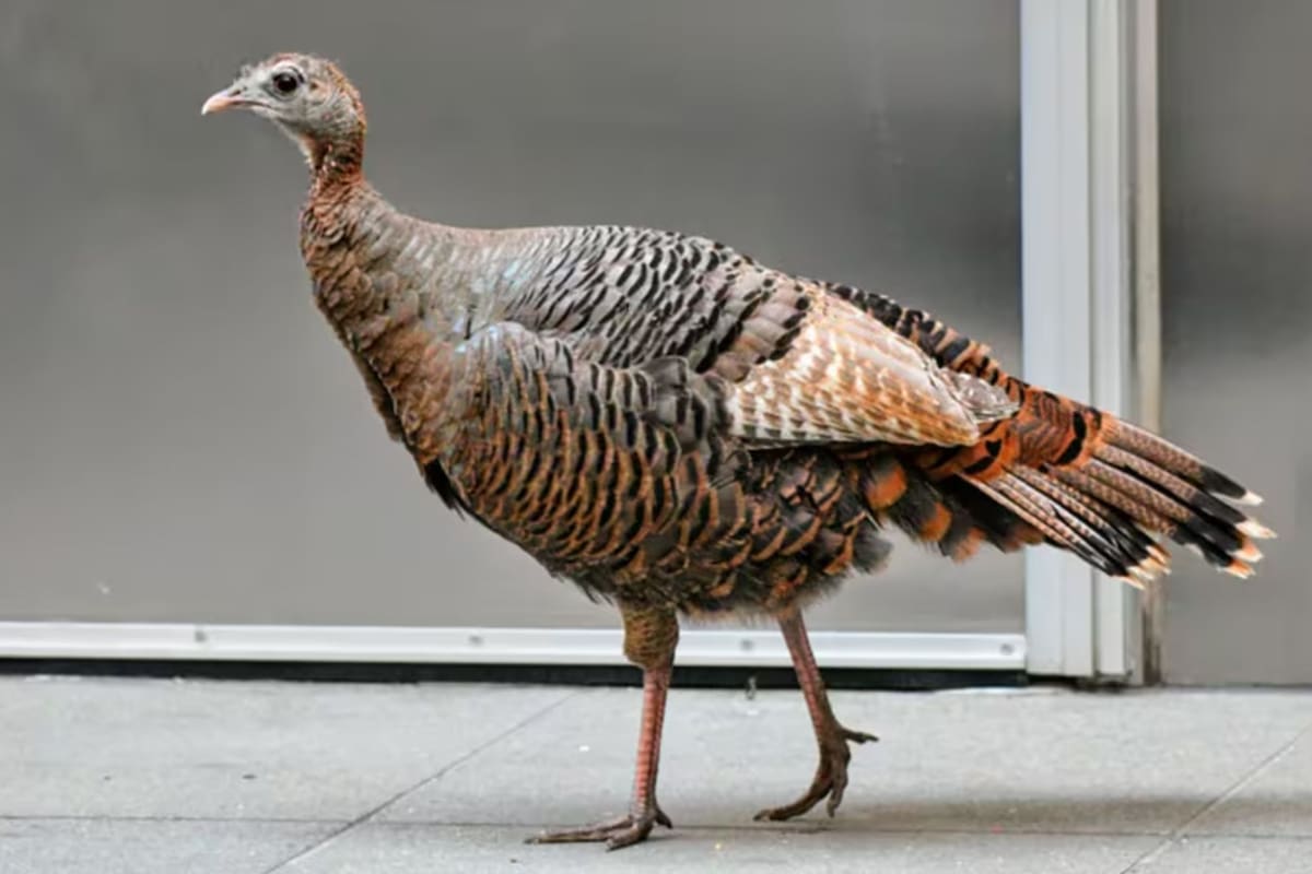 La pava fue avistada por múltiples neoyorquinos que le tomaron fotografías