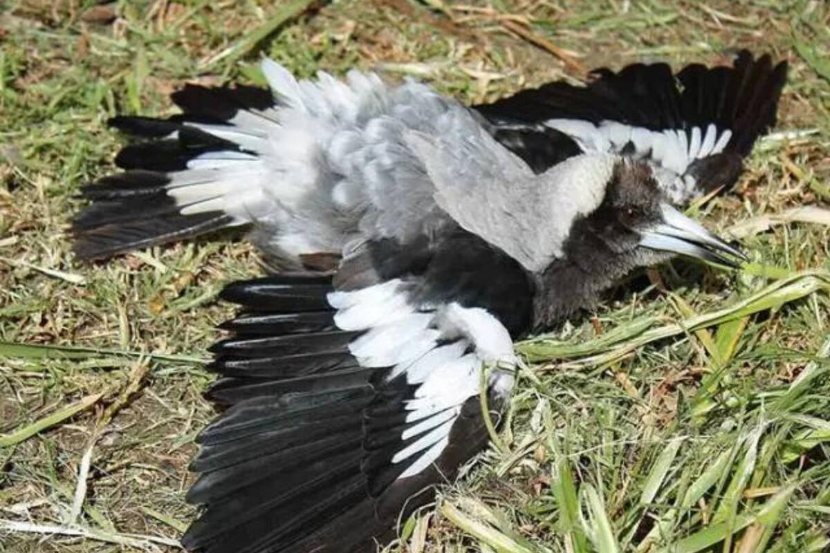 La peculiar manera en que las urracas australianas toman sol y por qué