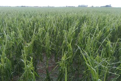 La pedrada en Carlos María Naón, en el partido de 9 de Julio afectó los cultivos de maíz temprano, trigo y soja de primera