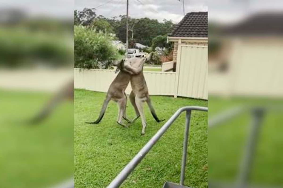 La pelea duró cerca de un minuto. Tras ello, ambos canguros se calmaron y no se hicieron más daño