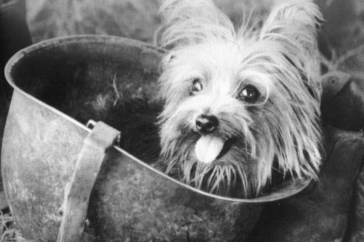 La pequeña perra tuvo una participación destacada en el teatro de operaciones del Pacífico Sur, donde realizó divesas misiones aéreas junto a su dueño, Bill Wynne y se convirtió en heroína al realizar una tarea imposible para los seres humanos