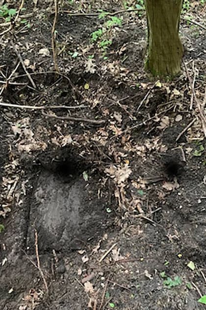 La pequeña puerta para acceder al búnker donde los buscadores de tesoros pensaron que podría estar la Cámara de Ámbar se encuentra debajo de una capa gruesa de tierra y un árbol