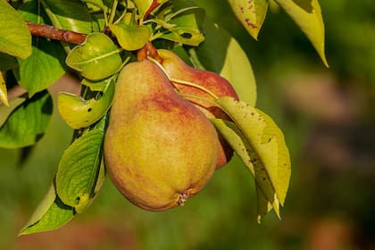 La pera es uno de los alimentos con mayor cantidad de fibra insoluble y soluble, ideal para sumar a la dieta