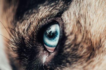 La percepción de colores en los perros está limitada a dos tipos de conos en la retina, a diferencia de los humanos que tienen tres