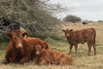 La pérdida de terneros equivale al 10% de los nacimientos anuales