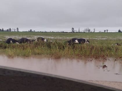 La pérdida por el fenómeno que mató a las vaquillonas ronda los $4 millones