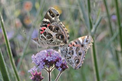 La pérdida y la alteración de su hábitat ponen en riesgo a los insectos.