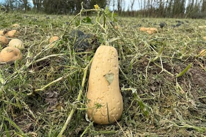 La pérdidas en cultivos hortícolas sorprendió por su magnitud