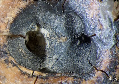 La perforación encontrada en el diente indica que los neandertales utilizaban una técnica de rotación