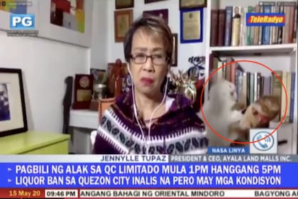 La periodista filipina Doris Bigornia está en vivo por televisión mientras sus gatos se pelean